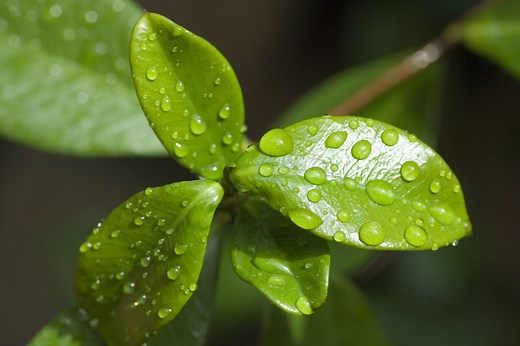 Learn the Photosynthesis Formula: How Plants Turn Sunlight into Energy