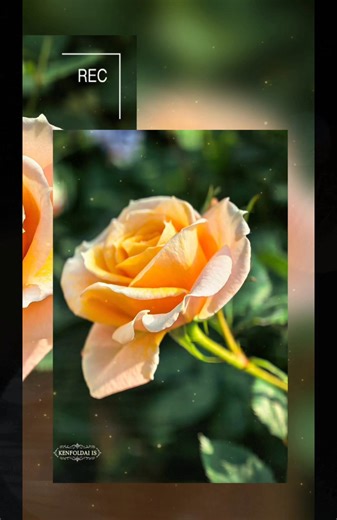 💦 Rose sp.Golden Celebration : Location Chiang Mai Thailand 🇹🇭 💦 The Golden Celebration Rose is a popular English Shrub Rose bred by David Austin. It is known for its vibrant color, fragrance, and robust growth. Below are its key specifications: 🧚‍♀️ Botanical Name: Rosa 'Golden Celebration' 🧚‍♀️ Common Name: Golden Celebration Rose 🧚‍♀️ Type: English Shrub Rose 🧚‍♀️ Breeder: David Austin 🧚‍♀️ Year Introduced: 1992 🧚‍♀️ Flower Color: Deep golden-yellow 🧚‍♀️ Flower Shape: Large, cupped