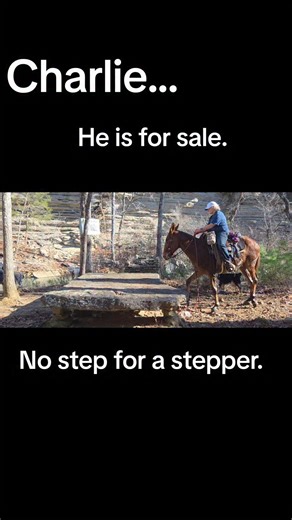 Cactus L Mules on Instagram: "Charlie. Please pm me for more info. I will not answer comments. #foryouシpage #mules #mulesofinstagram #MuleTraining #cactuslmules #forsale"