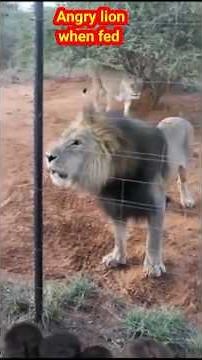 ANGRY LION WHEN FEEDING, Moments when the lion is angry #animalsounds #animals #funny
