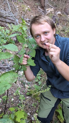 Pokrzyk wilcza jagoda (Atropa belladonna) - toksyczne jagody na szlaku #natura #zioła
