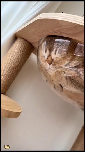 Weird Sleeping Positions of Cats: A Cute Showcase