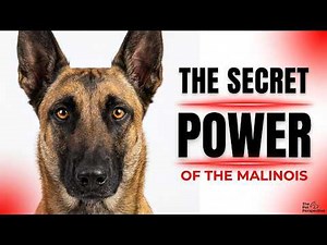The Secret Power Of The Belgian Malinois