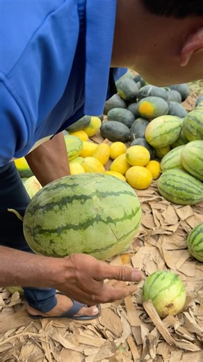 തണ്ണിമത്തനിൽ ആണും പെണ്ണും ഉണ്ടോ ? എങ്ങനെ തിരിച്ചറിയാം #watermelon