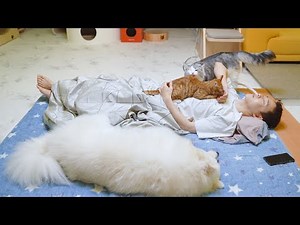 My Dog and Cats Wake Me Up in the Most Adorable Way