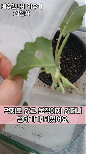 배추흰나비 키우기 성장과정, 나비 탄생(알-애벌레-번데기-어른벌레), #shorts