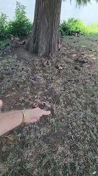 Should You Cut Bald Cypress Knees? Here’s the Truth!