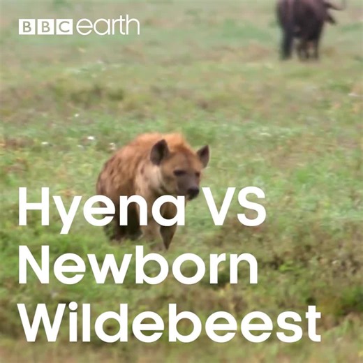 796K views · 13K reactions | Even moments after birth, this wildebeest is in danger. | BBC Earth | Facebook