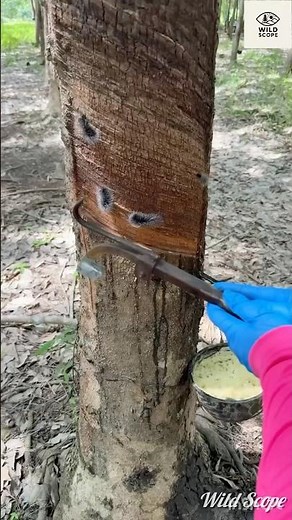 How Natural Rubber Is Collected from Trees 🌳 | Wild Scope #rubber #wildscope #shorts