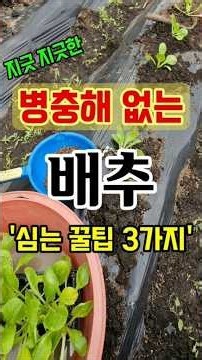 Do this when planting napa cabbage seedlings to prevent soft rot and pests #CabbageFarming #shorts