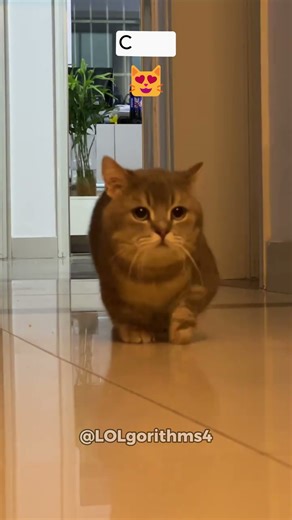 Emoji Reaction Test (Funny Cat Edition) Last part is crazy 😧 #cat #emojigame #funny