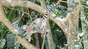 A lemur skillfully climbs a tree in its natural habitat.