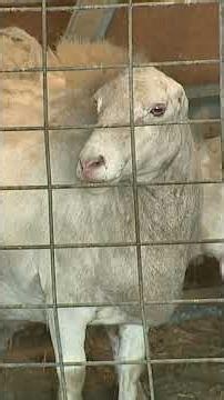 Farmers on edge after livestock attacks in western Illinois