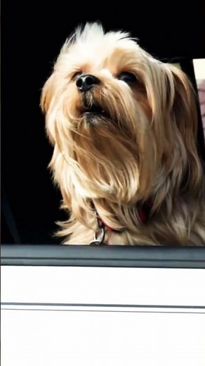 Dog Barking Sound | Yorkshire Terrier