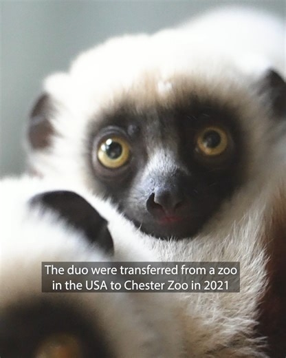67K views · 4.2K reactions | We have something very exciting to announce…  We're celebrating the birth of a baby Coquerel's sifaka... one of the world's rarest primates  These incredible lemurs are on the brink of extinction, so this is a huge win for conservation and the perfect way to end 2023 ❤️ | Chester Zoo | Facebook