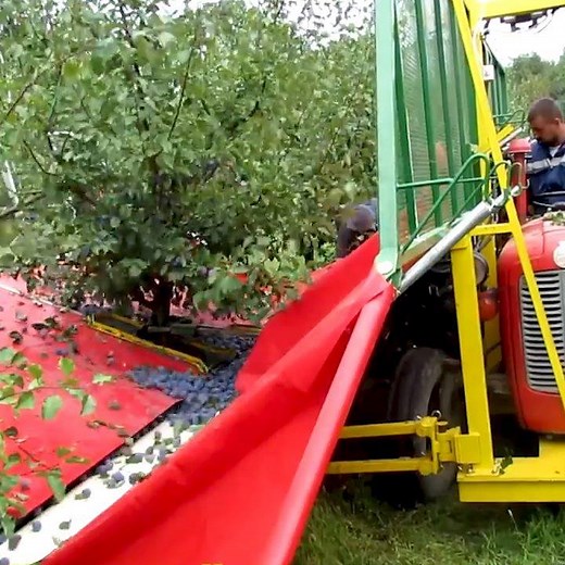 Have you ever wondered how plums are harvested? https://chdr.tv/51d5c | Cheddar Gadgets