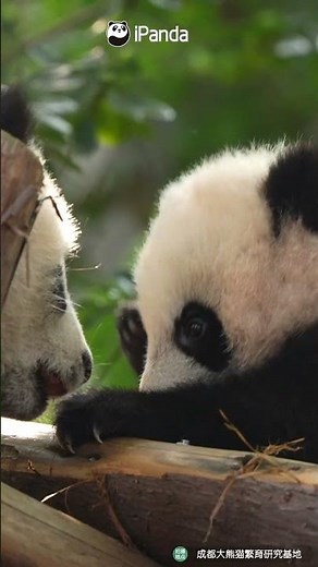 Baby Pandas Could Totally Nail The Role Of Flash In Zootopia! | iPanda #shorts