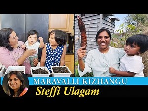 Growing Tapioca from Stem cutting in Tamil | Maravalli Kizhangu Vlog in Tamil