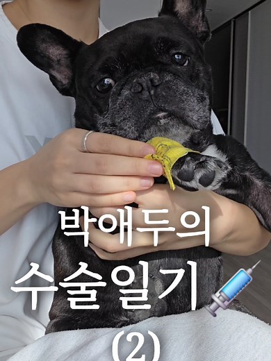 수술 없이 바게트 간식 먹는 프렌치 불독