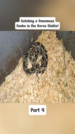Catching a Venomous Snake in the Horse Stable! #adventuretravel #vanlife #roadtrip #part4