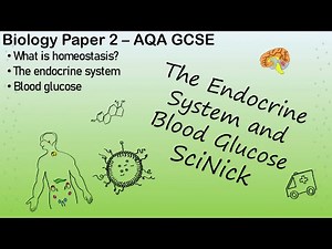 Endocrine system and Blood Glucose - B5 Homeostasis AQA GCSE Revision Worksheet | Teaching Resources