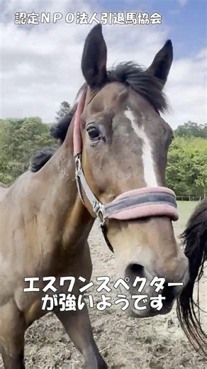 誰が一番強い？ エスワンスペクター、テイエムプリキュア、バルドウィナ、ポップコーンジャズ、ライラプス