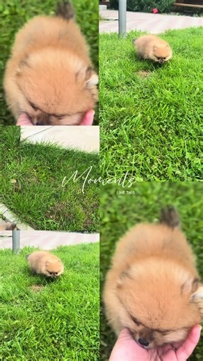 Mini Pomeranian puppy on TikTok