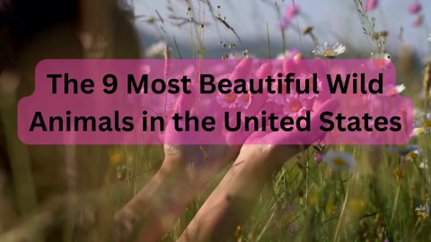 The Most Beautiful Wildlife in the U.S.