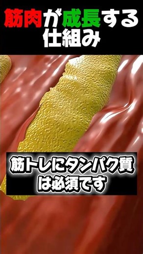 筋肉が成長する仕組み💪