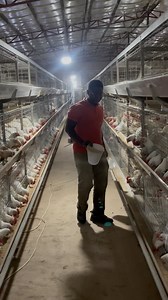 21 reactions | Feeding 8 weeks broilers | Adu Ababio | Facebook