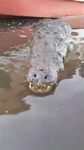 Want to see these enormous crocodiles this close up? Write to me.