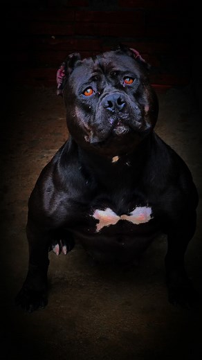 Pitbull Black - The Ultimate Pit Monster