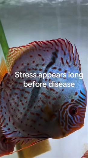 Discus fish care tips