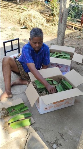 Dragon fruit plant packing #dragon #dragonfruit packing #shorts #ytshorts