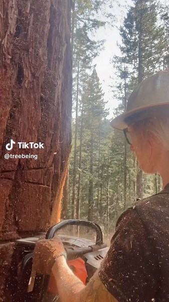 Up close and personal #treework #treefalling #timberfalling #logging #femalearborist #treecutting #femalefaller #humboldtcounty #stihl #stihlchainsaw #500i #helicopterlogging #redwoods #foryou #fyp