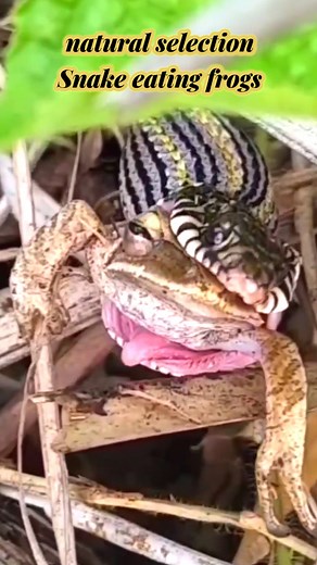 150K views · 1.5K reactions | Natural selection Snake eating frogs Part 13 #Naturalselection #NatureIsMetal #WildlifePlanet #AnimalKingdom #NatureDocumentary #WildlifePerfection #SnakeEatingFrog #WildlifeDaily #RealWildlife #WildlifeCapture #NatureUnfiltered #AnimalInstincts #WildlifePhotography #NatureLovers #CaughtOnCamera #PredatorAndPrey #WildNature | sahabat Alam22 | Facebook