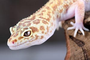 How Far Can Leopard Geckos Fall? (What To Do After A Fall) - (What To Do After A Fall)