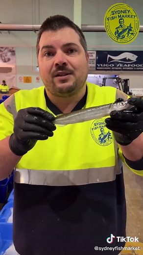 Exploring Garfish at Sydney Fish Market