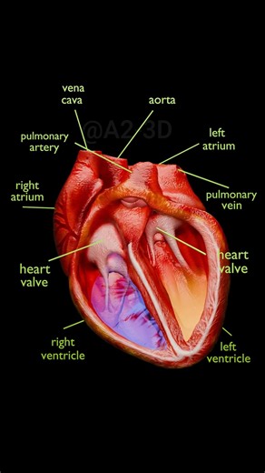 How Blood Flows Through the Heart | 3D Heart Animation