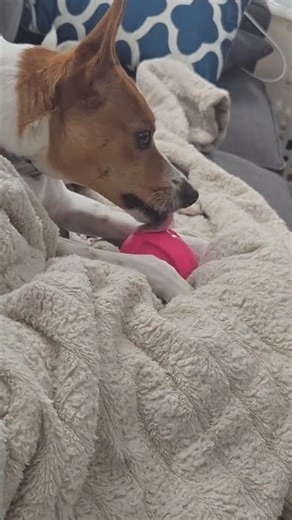 “When Toys Get Kissed: Rat Terrier Mix Puppy Edition”