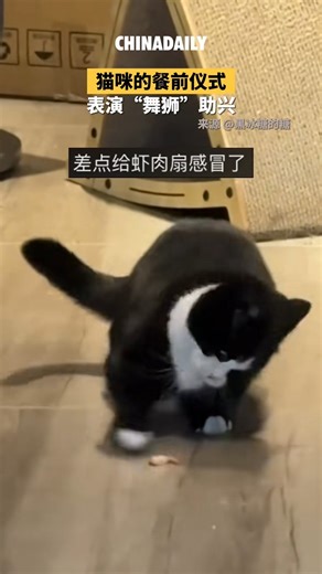 The cat eats shrimp while hopping and bouncing — absolutely adorable! 🐱🍤#FunMoment | China News 中国新闻网
