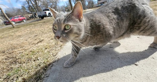 Some Boissevain residents not amewsed with cats