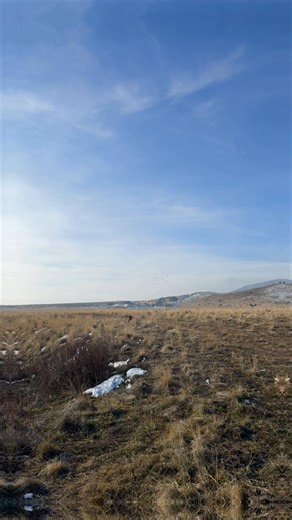 Pheasant hunting in utah #eaglemountain #utah #hunt #pheasant #gsp