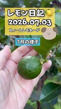 🍋レモン日記【スィートレモネード】2026.07.03 #園芸 #garden #レモン #家庭菜園 #shorts