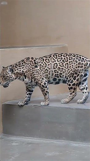 Angry American Jaguar | Zoo in Bratislava #trending #travel #viral #bratislava #zoo #jaguar #animals