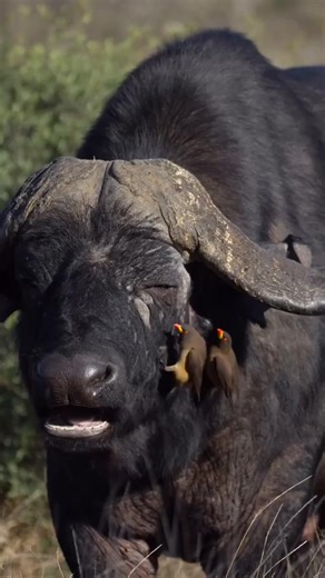 ✨🐦 Meet nature's dynamic duo: the oxpecker and the African Cape Buffalo! At first glance, you might see a bird hitching a ride, but the story runs much deeper. Did you know oxpeckers play the role of the personal groomer for these majestic buffaloes? 🦬 As they perch on the buffalo's back, oxpeckers feast on ticks, dead skin, and other parasites, making them invaluable pest controllers. But their relationship isn't just about free meals. The sharp-eyed birds often act as early warning systems, 