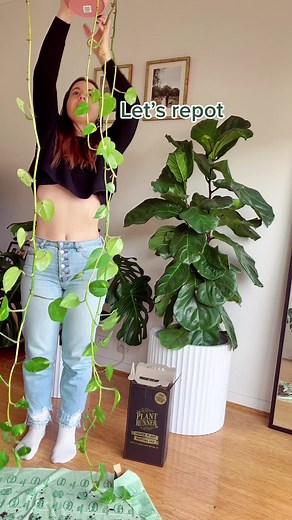 Easy Devils Ivy Repotting Guide | The Plant Runner