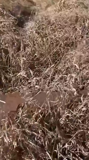 178K views · 6.7K reactions | Gas VS Electric | Homestead Clean Up | Laura Farms | Facebook