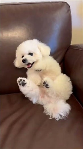 Funny Cute Dog Moment 😂🐶 #shorts