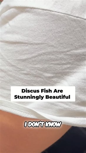 Robert LAbbate on Instagram: "Experience the vibrant beauty of ruby red and yellow discus fish! 🐟 Their colors are mesmerizing, and they're ready to grace your aquarium. 🌈 Discover these stunning creatures and more at RobsAquatics.com. Perfect for every fish enthusiast! Grab yours at RobsAquatics.com #DiscusFish #AquariumHobby #TropicalFish #ExoticPets #UnderwaterWorld #FishLovers #PetFish #Aquascape #FishTank #AquariumDecor #AquaticLife #FishCommunity #AquariumLovers #ColorfulFish #FishKeepin